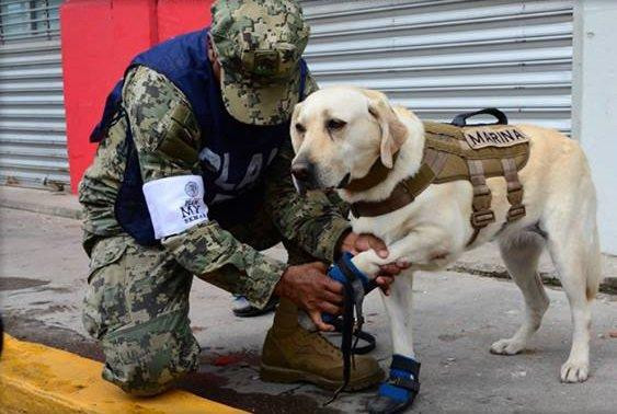 Φρίντα: Η ηρωική σκυλίτσα του Μεξικό [ΦΩΤΟ+ΒΙΝΤΕΟ]