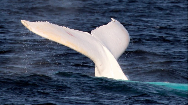 Σπάνια λευκή φάλαινα εμφανίστηκε στην Αυστραλία [ΒΙΝΤΕΟ]