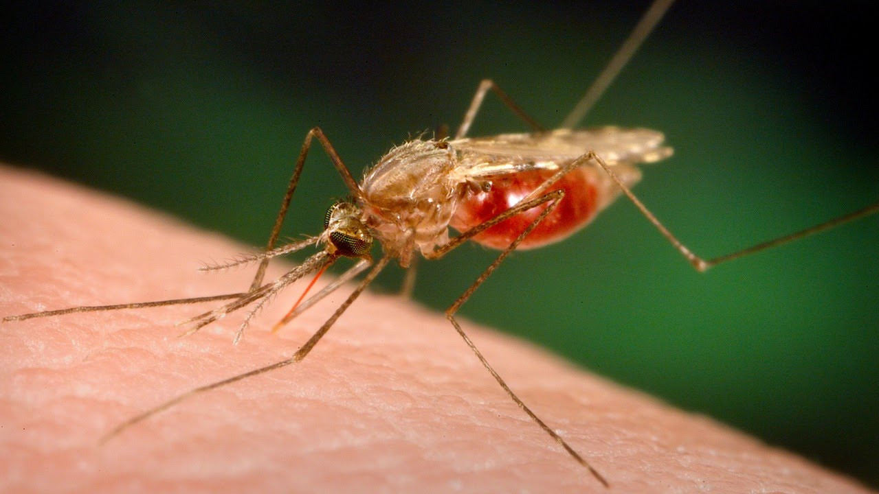 Nέο γενετικό όπλο στη μάχη κατά της ελονοσίας από Έλληνα επιστήμονα