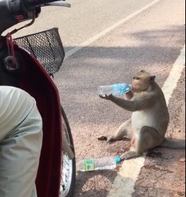 Διψασμένη μαϊμού κλέβει νερό από μηχανάκι [ΒΙΝΤΕΟ]