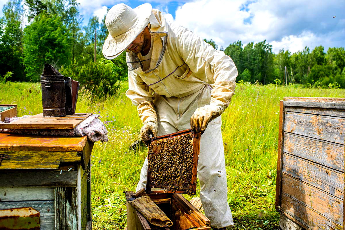 Τρία στα τέσσερα μέλια παγκοσμίως περιέχουν φυτοφάρμακα