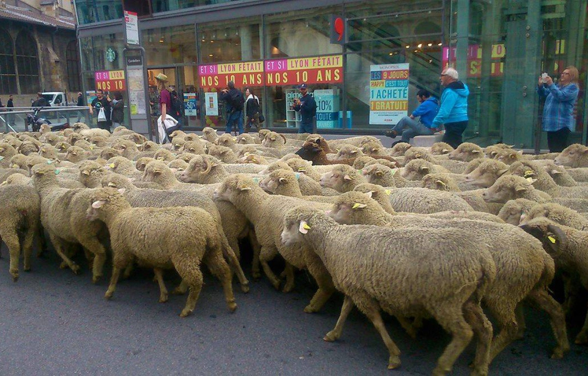 Οι κτηνοτρόφοι της Λυών φωνάζουν «λύκος στα πρόβατα!» και το εννοούν