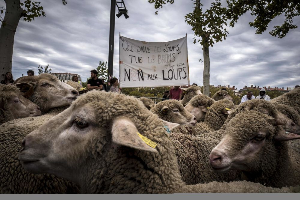 Διαδήλωσαν μαζί με τα πρόβατά τους