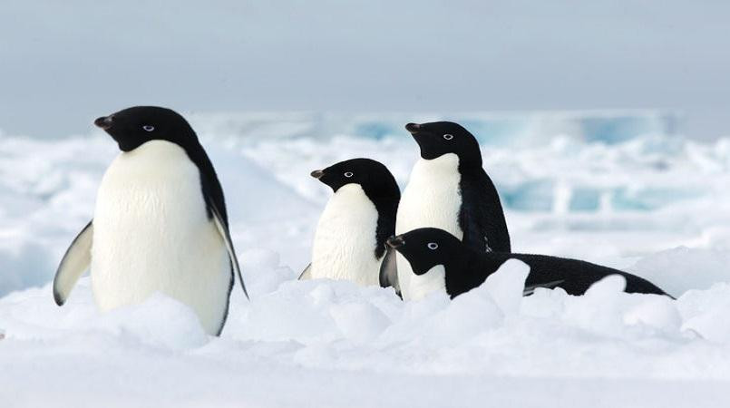 Aνταρκτική: Χιλιάδες πιγκουίνοι πέθαναν από έλλειψη τροφής
