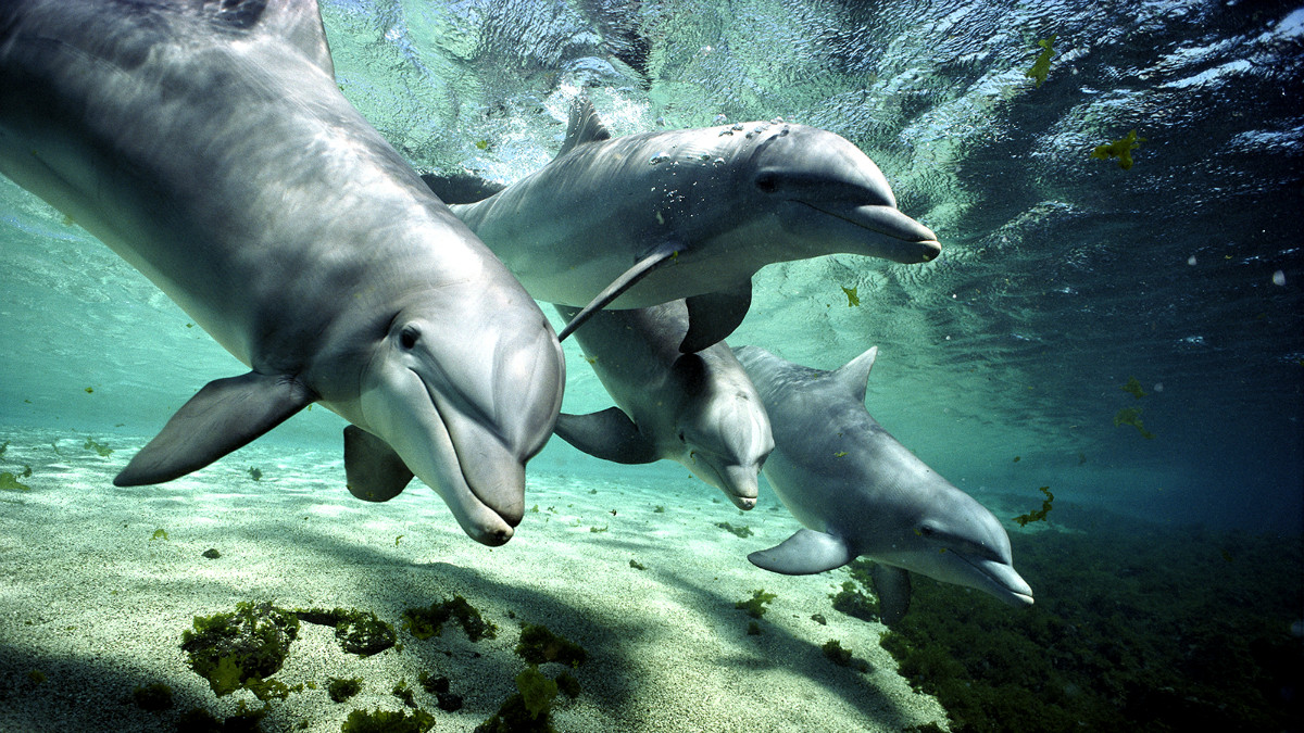 Τα ανθρώπινα χαρακτηριστικά των δελφινιών και των φαλαινών