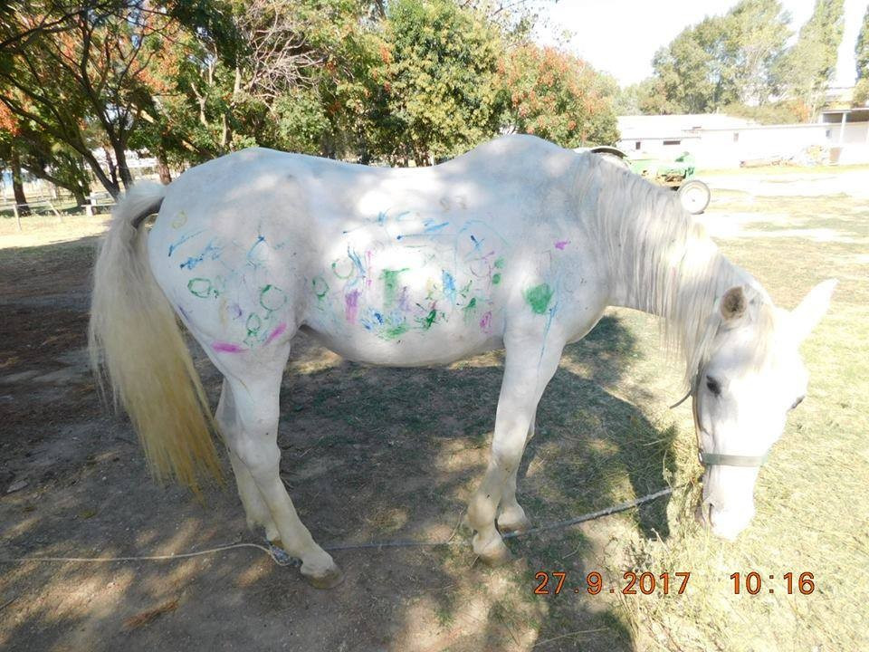 Μηνύσεις για τις ζωγραφιές παιδιών πάνω στο άλογο