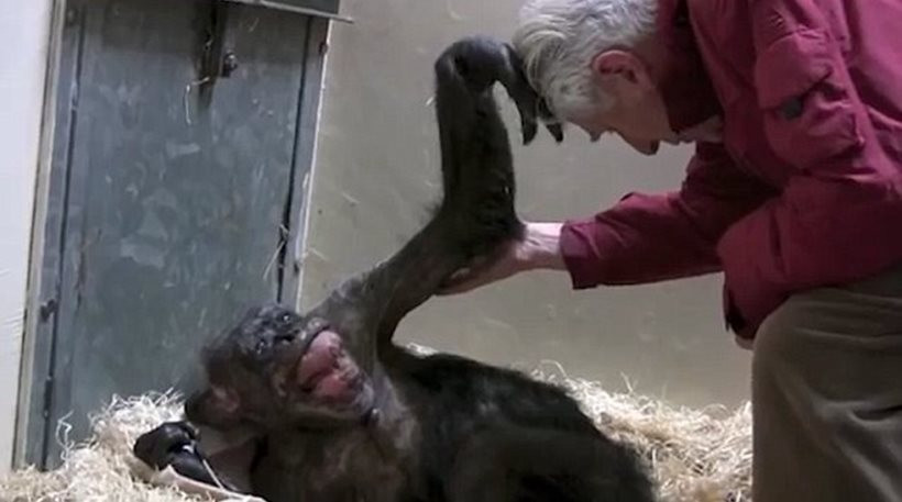 Ετοιμοθάνατος χιμπατζής αναγνωρίζει τον άνθρωπο που τη φρόντιζε πριν χρόνια [ΒΙΝΤΕΟ]