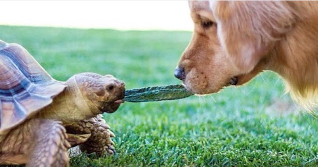 Χελώνα και σκύλος έγιναν οι καλύτεροι φίλοι [ΒΙΝΤΕΟ]
