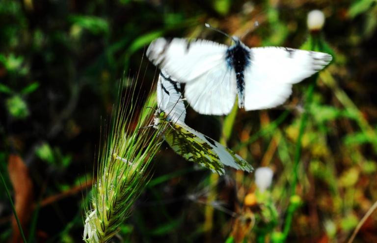 Νέο είδος εντόμου ανακαλύφθηκε στην Κοιλάδα των Πεταλούδων