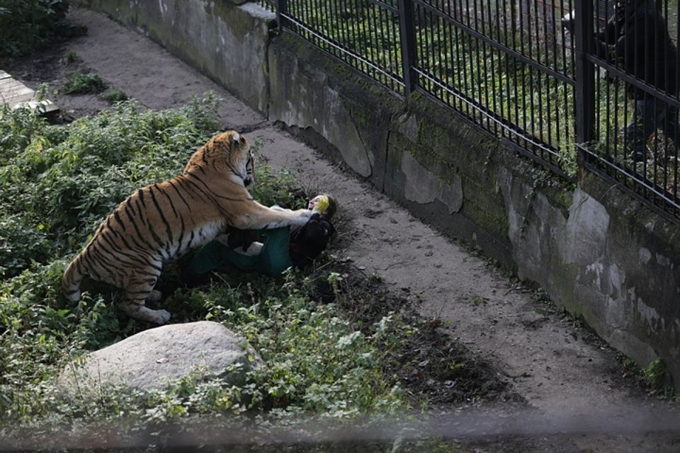Ρωσία: Τίγρη όρμησε σε εργαζόμενη ζωολογικού πάρκου