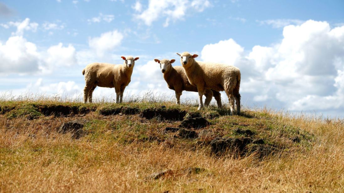 Τα πρόβατα μπορούν να αναγνωρίσουν ανθρώπινα πρόσωπα μέσα από φωτογραφίες [ΒΙΝΤΕΟ]