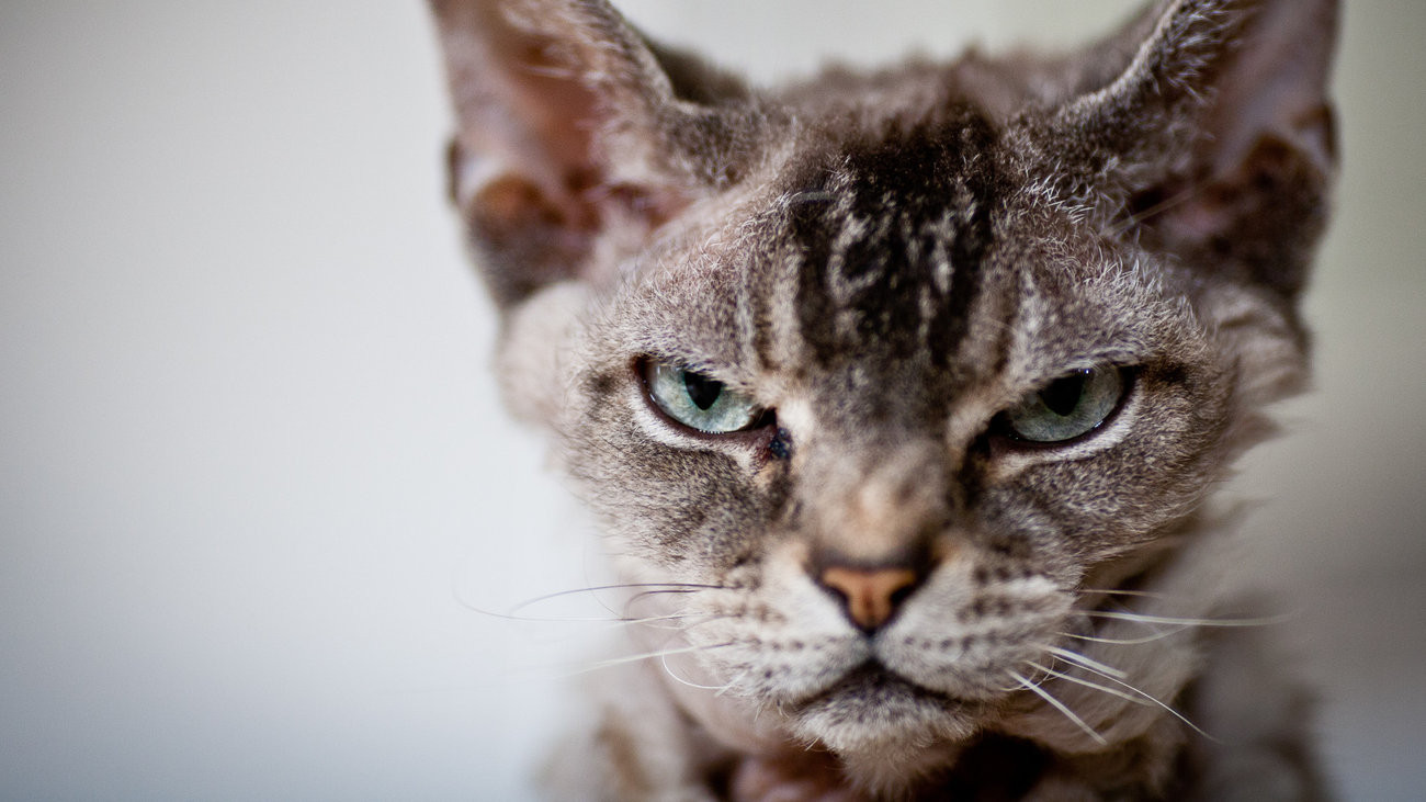 Αδέσποτη γάτα ο βασικός ύποπτος για απόπειρα δολοφονίας 82χρονης [ΒΙΝΤΕΟ]