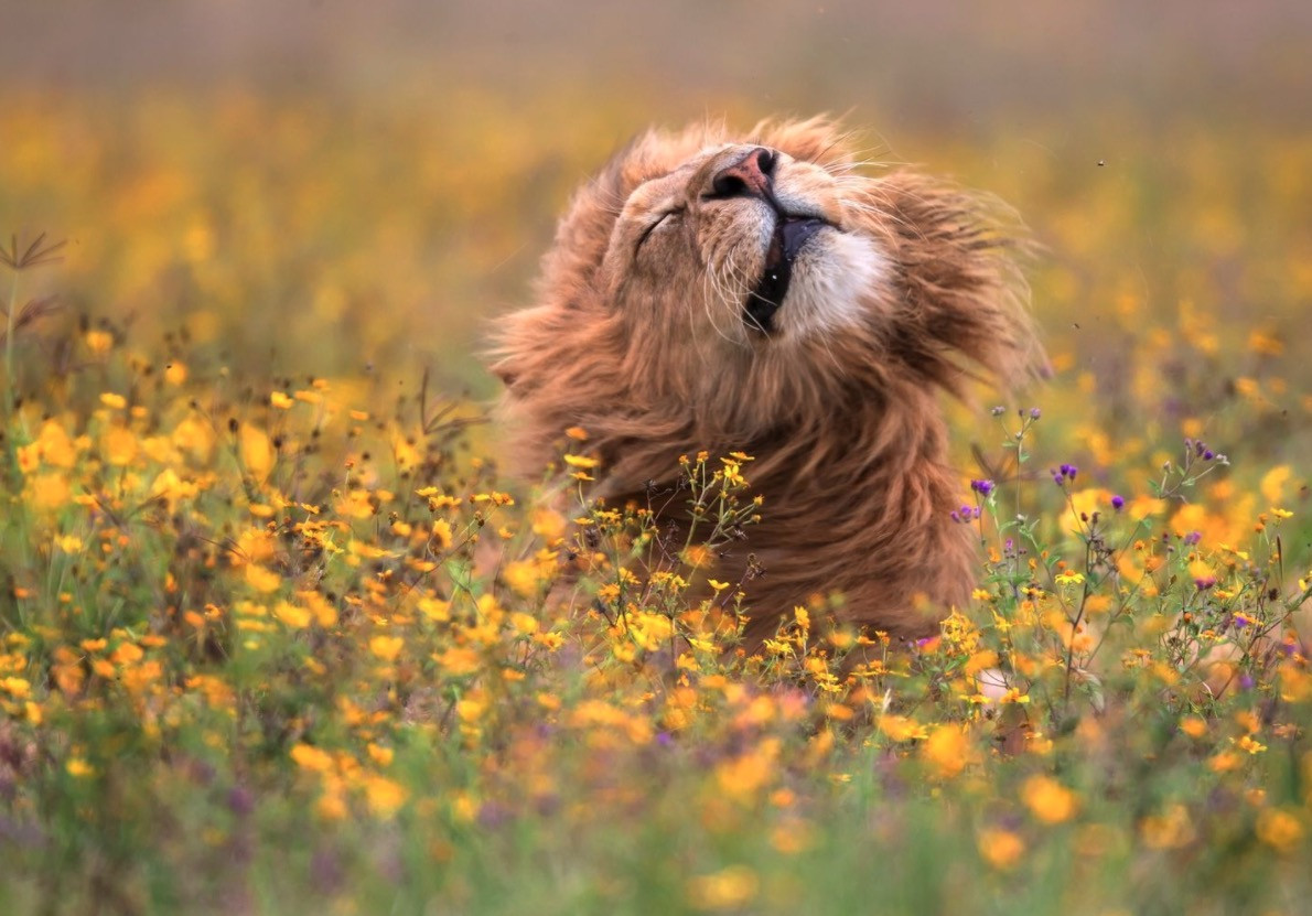 National Geographic: Ζώα στην άγρια φύση [ΦΩΤΟ]