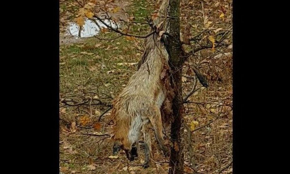 Κρέμασαν αλεπού σε δέντρο…