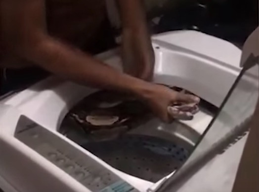 Τεράστιο φίδι βρέθηκε μέσα σε πλυντήριο ρούχων [ΒΙΝΤΕΟ]