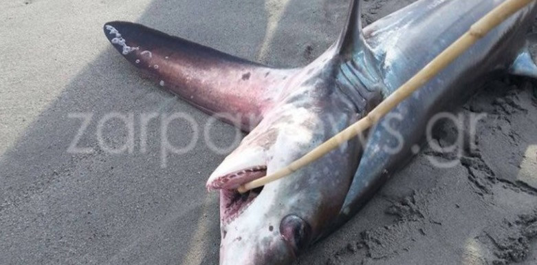 Καρχαρίας τριών μέτρων «βγήκε» στην παραλία [ΦΩΤΟ]