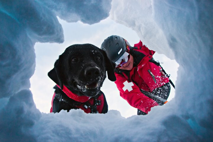Ήρωας – σκύλος είναι ειδικός στη διάσωση ανθρώπων από χιονοστιβάδες [ΒΙΝΤΕΟ]