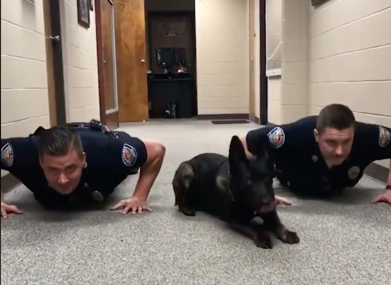 Σκύλος της αστυνομίας κάνει push ups [BINTEO]