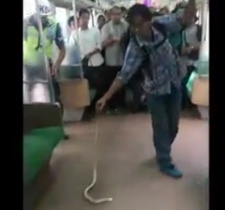 Φίδι εισέβαλε σε βαγόνι τρένου στην Ινδονησία [ΒΙΝΤΕΟ]