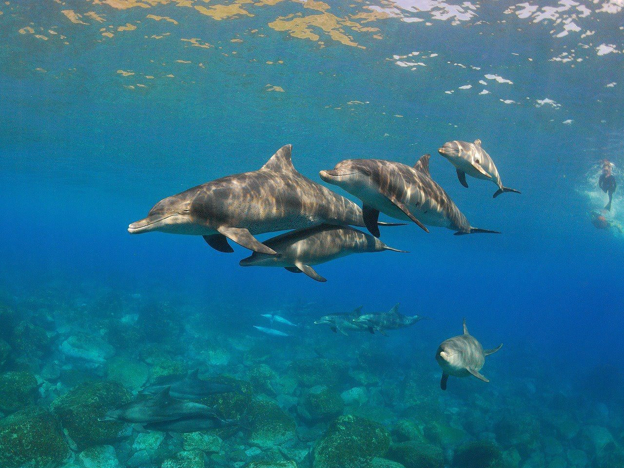 Στον εισαγγελέα το Αττικό Ζωολογικό Πάρκο για τις παραστάσεις με δελφίνια