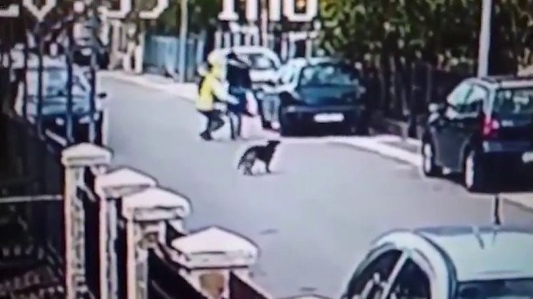 Σκύλος ήρωας σώζει γυναίκα στρώνοντας στο κυνήγι το ληστή