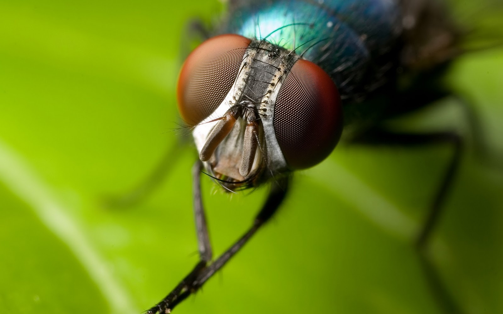 Υπεύθυνες οι μύγες για την εξάπλωση κάποιων ασθενειών