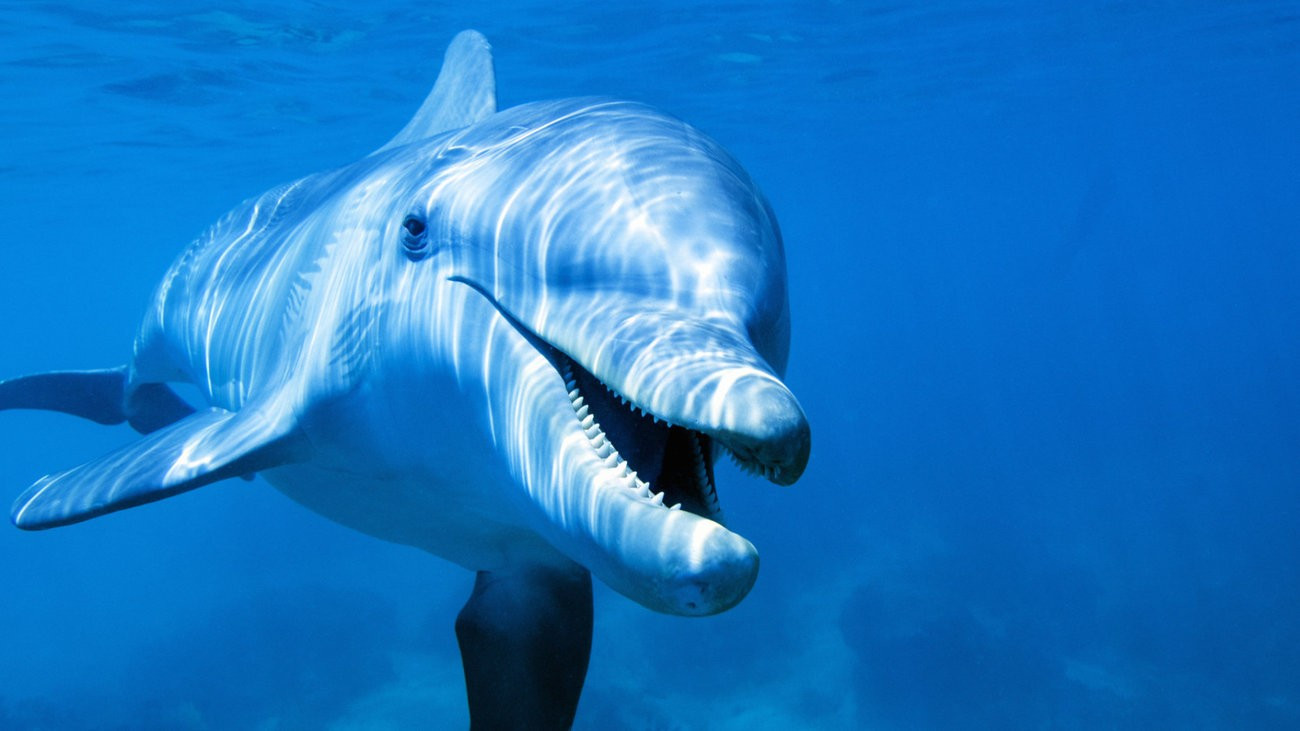Αρσενικά δελφίνια «ρίχνουν» τα θηλυκά με δωράκια [ΒΙΝΤΕΟ]