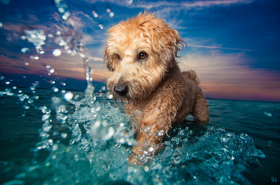 «Dog Photographer of the Year»: Τα πιο όμορφο σκυλιά της χρονιάς