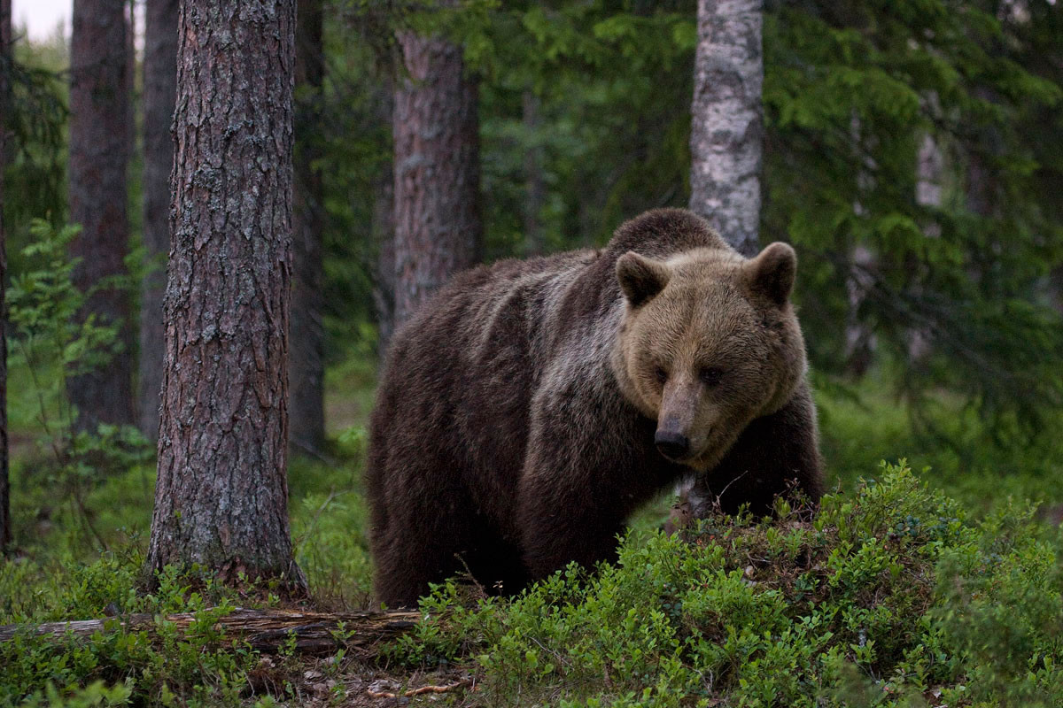 Νεκρή βρέθηκε νεαρή αρκούδα από κυνηγητικό όπλο