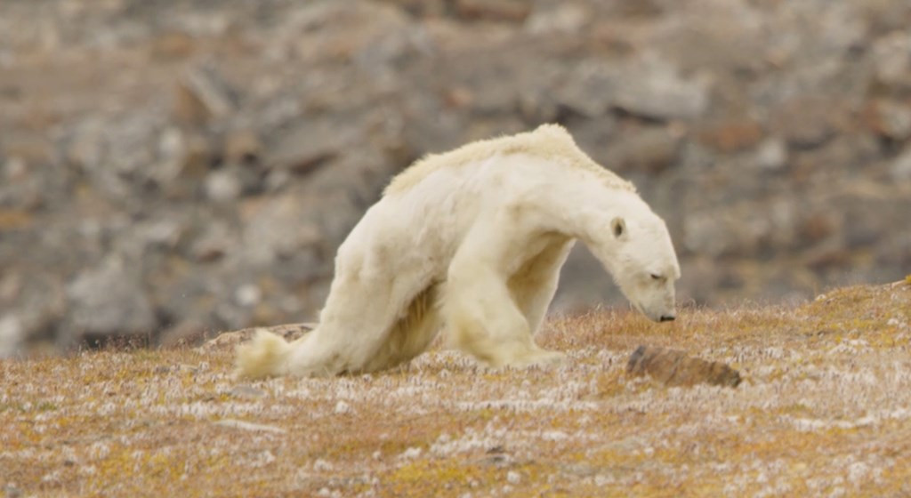 Ο αργός θάνατος μιας πολικής αρκούδας στον καιρό της κλιματικής αλλαγής [ΒΙΝΤΕΟ]