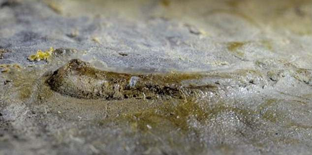 Ανακαλύφθηκε μάτι ηλικίας 530 εκατομμυρίων ετών, ίσως το αρχαιότερο που βρέθηκε ποτέ