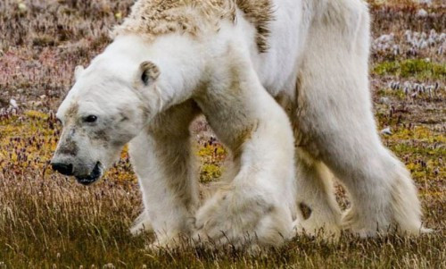 Οι ειδικοί απαντούν γιατί δεν βοήθησαν την εξαθλιωμένη πολική αρκούδα