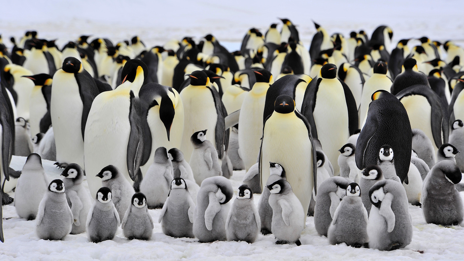 Ανακαλύφθηκε απολίθωμα γιγάντιου πιγκουίνου με ύψος ανθρώπου [ΦΩΤΟ]