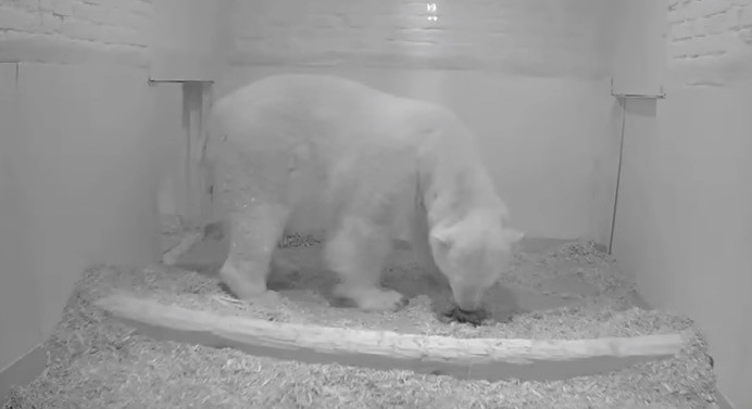 Η όμορφη στιγμή της γέννησης μιας πολικής αρκούδας [ΒΙΝΤΕΟ]