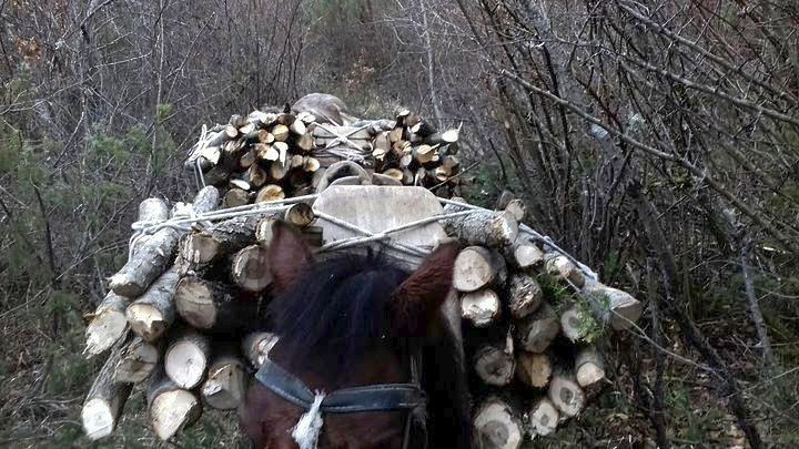 Πέρασαν τα σύνορα, έκοψαν δέντρα από το δάσος και τα φόρτωσαν στ’ άλογα
