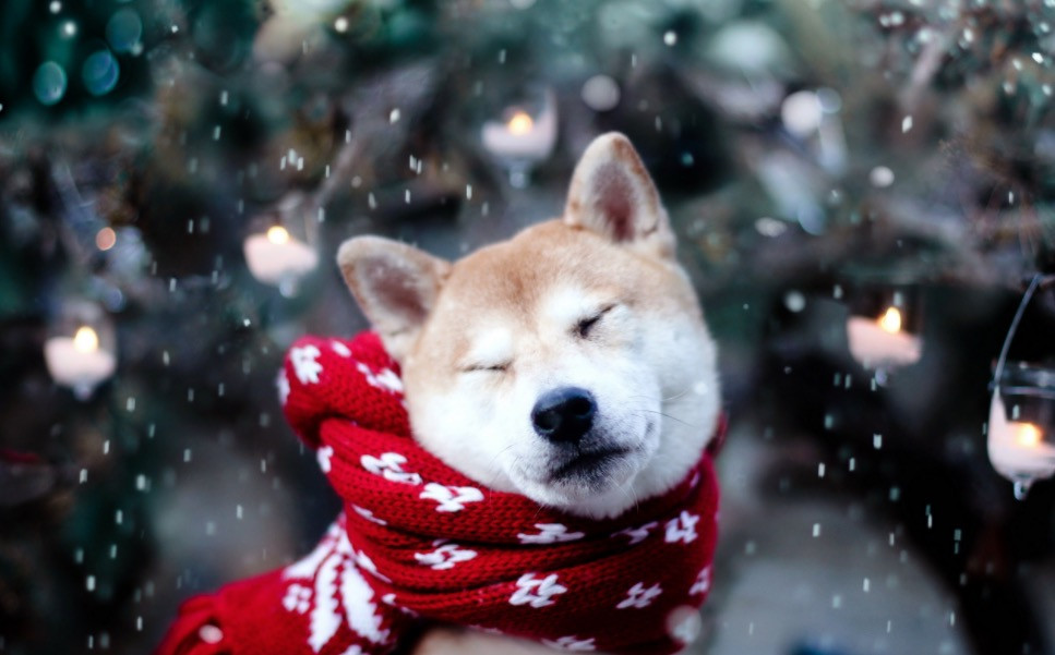Τελικά ο σκύλος σας έχει ανάγκη από πουλόβερ το χειμώνα;