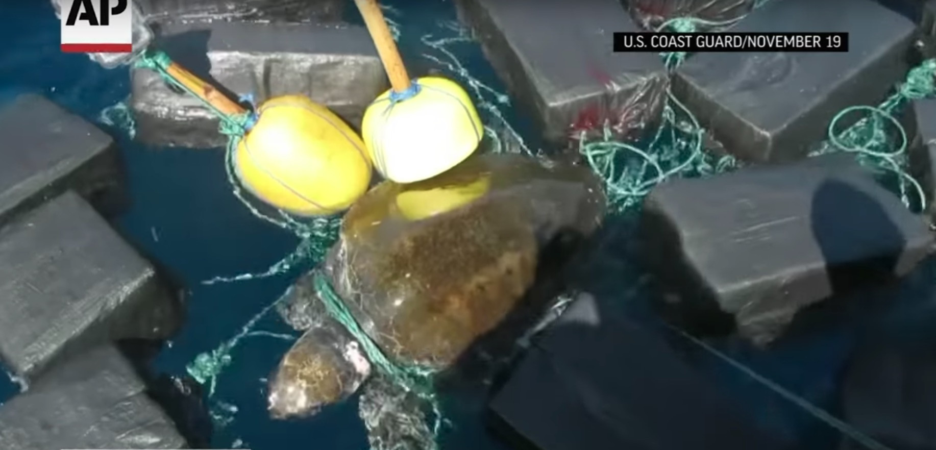 Θαλάσσια χελώνα έγινε… «βαποράκι» ναρκωτικών [Βίντεο]