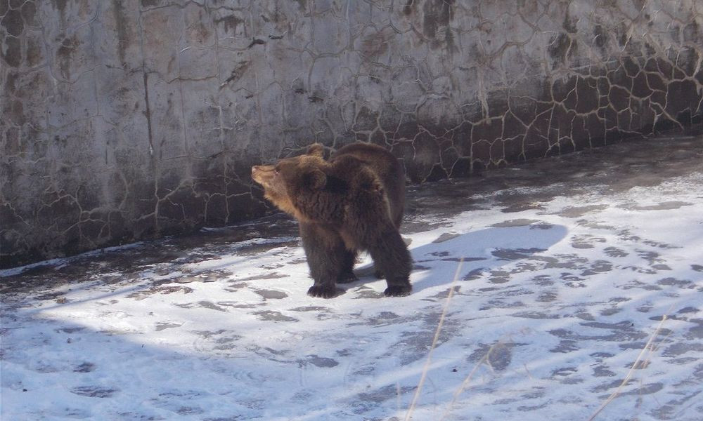 «Χριστίνα»: Η μικρή αρκούδα που εγκλωβίστηκε σε δεξαμενή στο Νευροκόπι