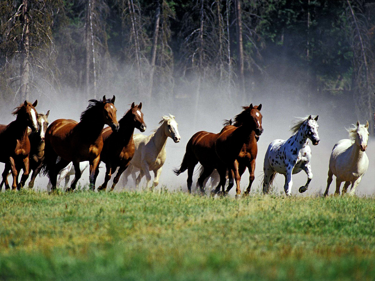 Γρηγορότερα, δυνατότερα, γενετικά τροποποιημένα: Τα σούπερ άλογα είναι εδώ, οι υπεραθλητές… έρχονται