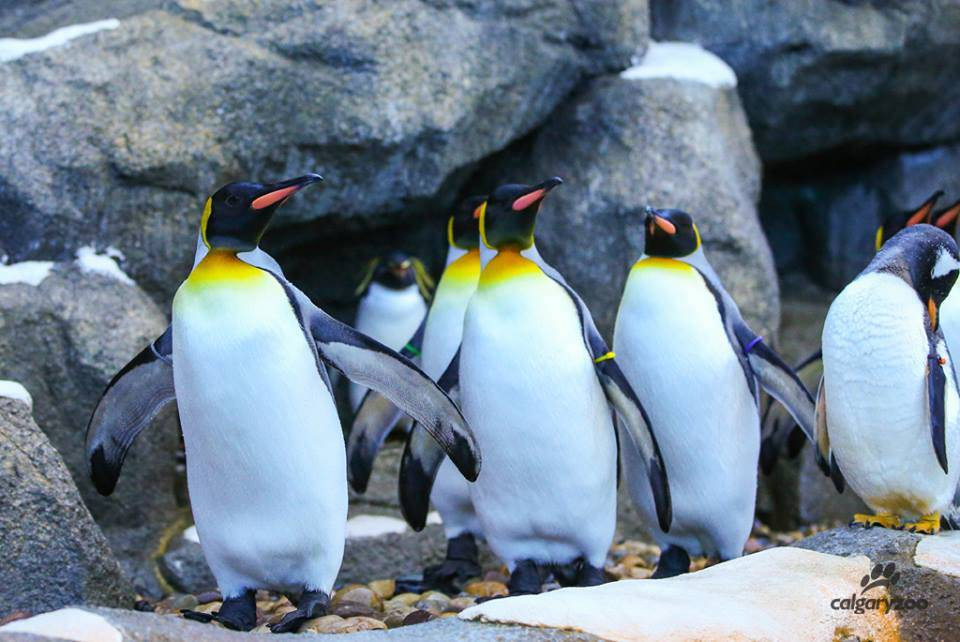Ούτε οι βασιλικοί πιγκουίνοι δεν άντεξαν το πολικό ψύχος στον Καναδά