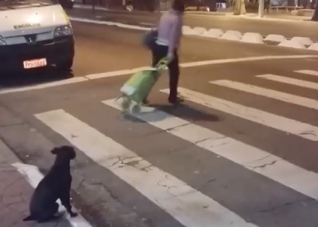 Σκύλος δίνει μαθήματα κυκλοφοριακής αγωγής [ΒΙΝΤΕΟ]