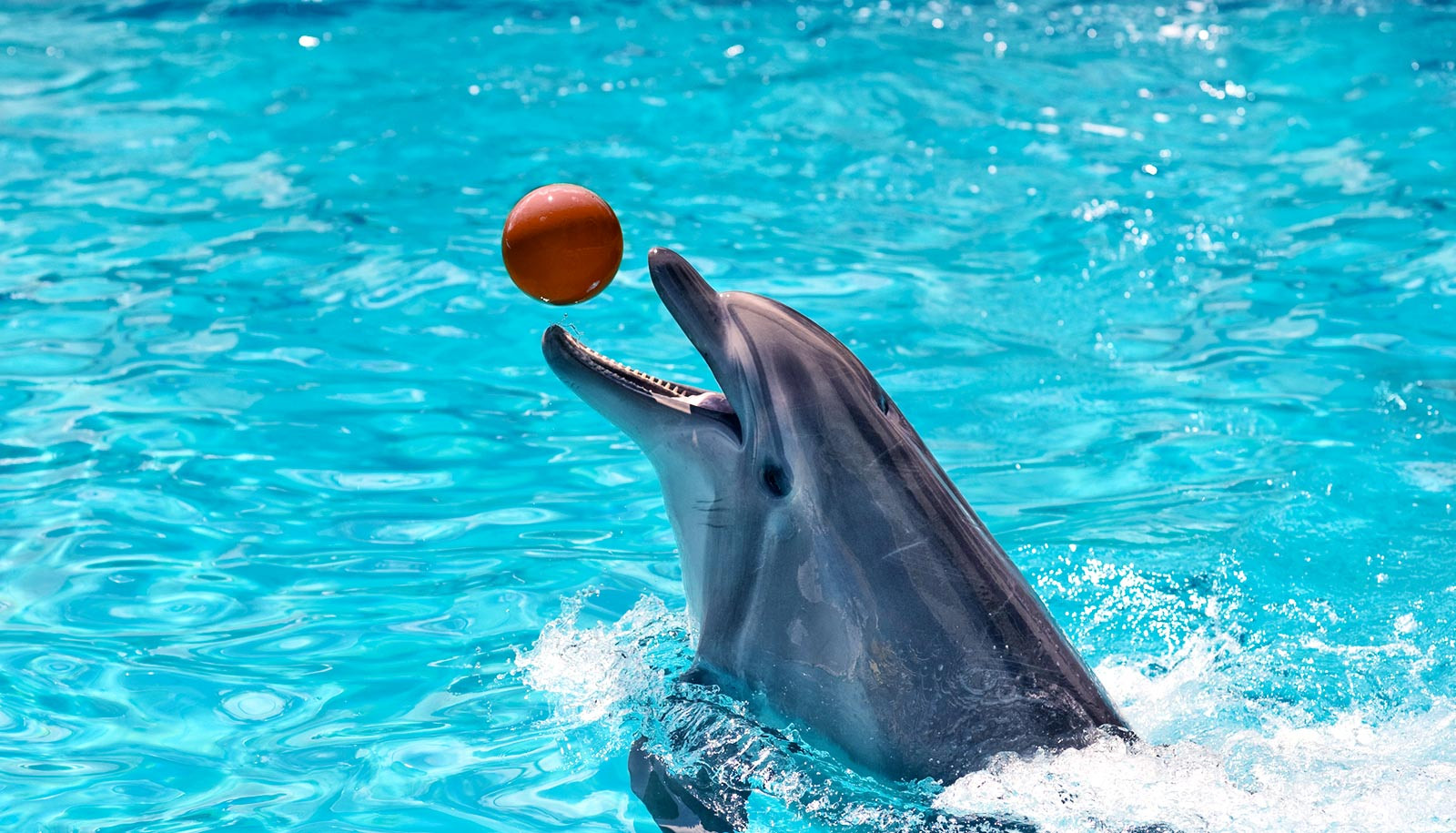 Μήνυση στο Αττικό Ζωολογικό Πάρκο για εγκληματική συμπεριφορά στα δελφίνια