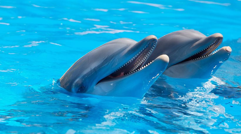 Η απάντηση του Αττικού Πάρκου στις καταγγελίες για τα δελφίνια