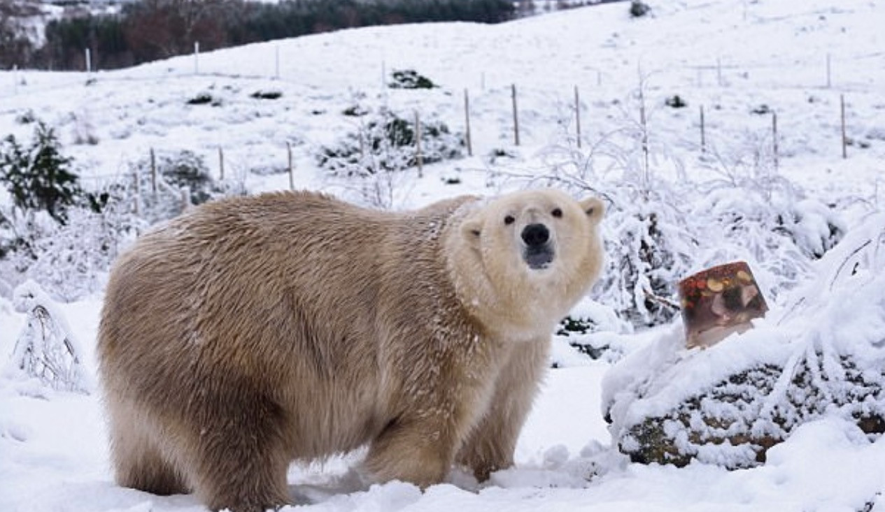 Πολική αρκούδα γεννήθηκε μετά από 25 χρόνια στη Σκώτια