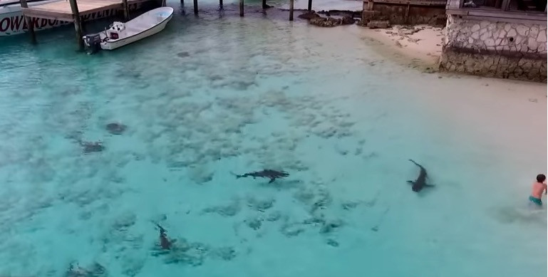 Γλίτωσε στο παρά πέντε επίθεση από τέσσερις καρχαρίες [ΒΙΝΤΕΟ]