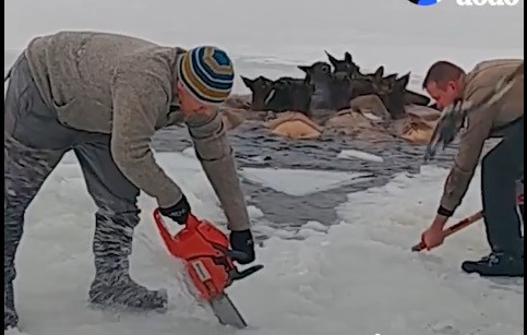 Έσωσαν κοπάδι από ελάφια που έπεσε σε παγωμένη λίμνη [ΒΙΝΤΕΟ]