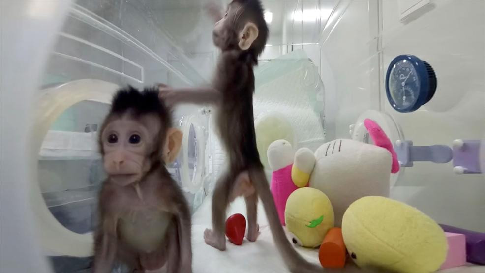 Κλωνοποίησαν μαϊμούδες: Πρώτοι κλώνοι πρωτεύοντων θηλαστικών [Βίντεο]