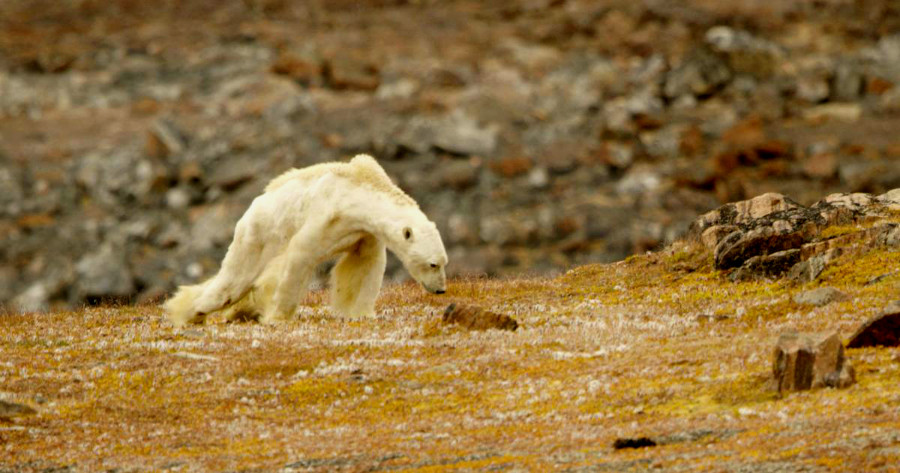 Πολικές αρκούδες στην εποχή της κλιματικής αλλαγής