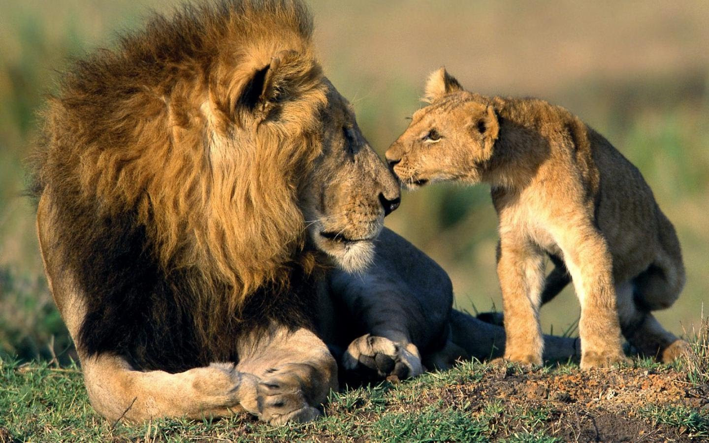 Νότια Αφρική: Λιοντάρια κατασπάραξαν λαθροκυνηγό