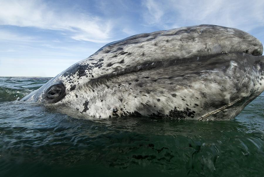 Φάλαινες και δελφίνια με φωτογένεια [ΦΩΤΟ]